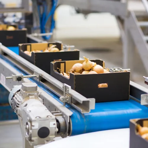 Onions-in-Corrugated-Boxes